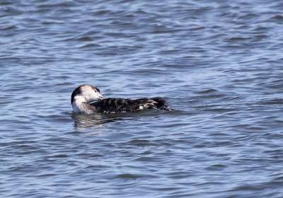 IMG_0887_Common_Loon_1.jpg