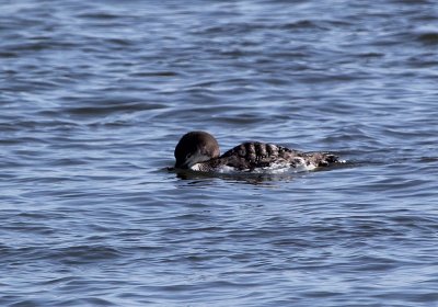 IMG_0895_Common_Loon_1.jpg