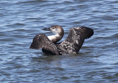 IMG_1017_Common_Loon_1.jpg