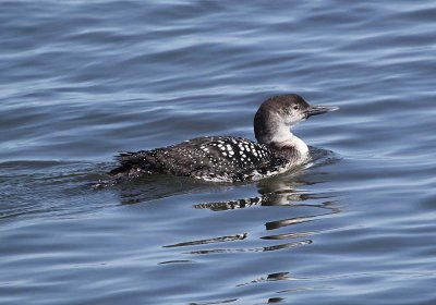 IMG_0934_Common_Loon_1.jpg