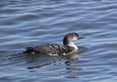 IMG_0937_Common_Loon_1.jpg
