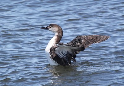 IMG_1020_Common_Loon_1.jpg