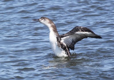 IMG_1022_Common_Loon_1.jpg
