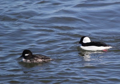 IMG_0908_Bufflehead_1_MaleFemale.jpg