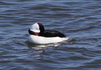 IMG_0913_Bufflehead_1.jpg