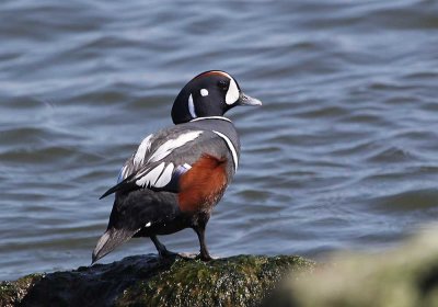 IMG_0981_Harlequin_Duck_1.jpg