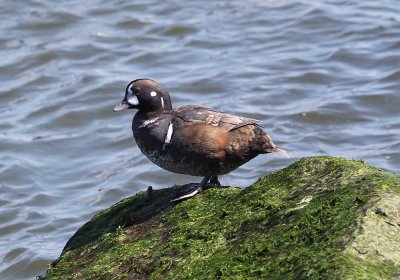 IMG_0986_Harlequin_Duck_1.jpg