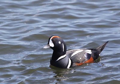 harlequin_duck