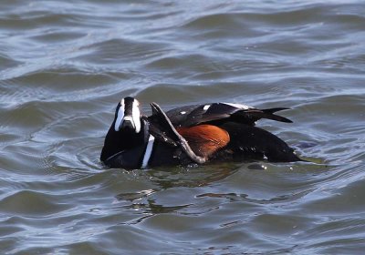 IMG_0993_Harlequin_Duck_1.jpg