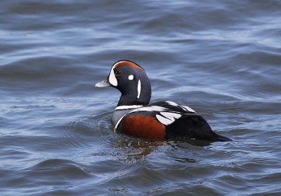 IMG_1007_Harlequin_Duck_1.jpg