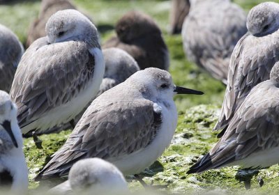 IMG_0957_Dunlin_1.jpg
