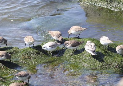 IMG_0962_Dunlin_1.jpg