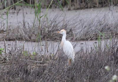 IMG_0392_Cattle_Egret_1.jpg