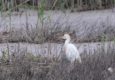 IMG_0395_Cattle_Egret_1.jpg