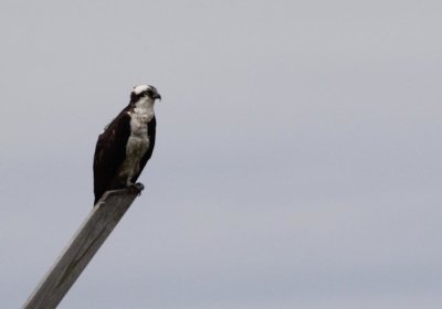 IMG_0565_Osprey_1.jpg
