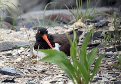 american_oystercatcher