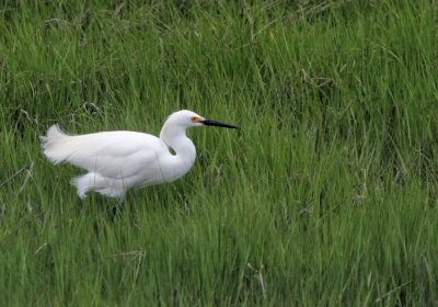 snowy_egret