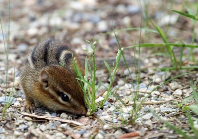 chipmunk