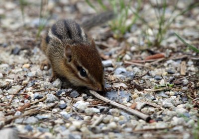 chipmunk