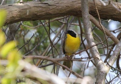 warbler_common_yellowthroat