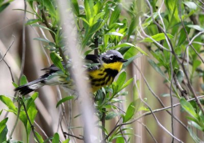 warbler_magnolia_warbler