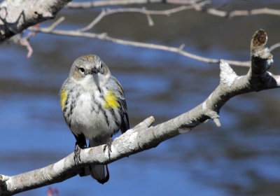warbler_yellow_rumped