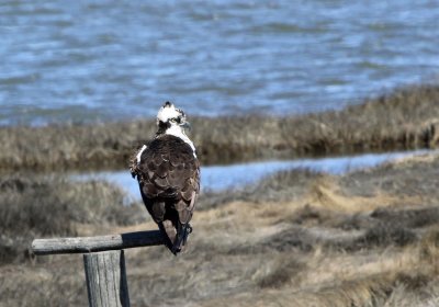 osprey