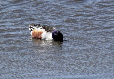 northern_shoveler