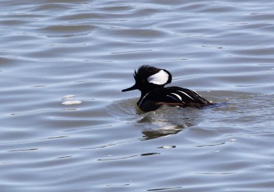 hooded_merganser