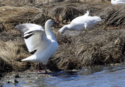 snow_goose