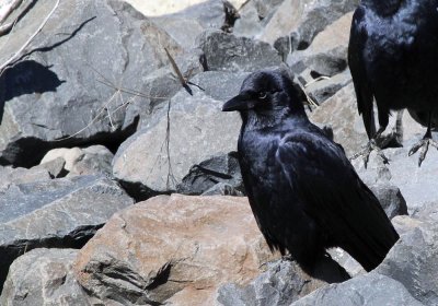 fish_crow