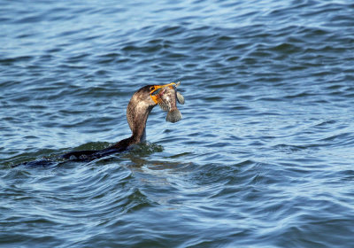 great_cormorant