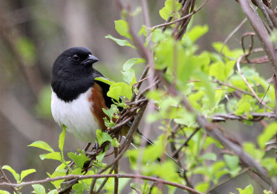 eastern_towhee