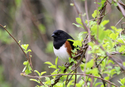 IMG_9956_Eastern_Towhee_1.jpg