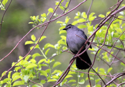 IMG_9969_Gray_Catbird_1.jpg