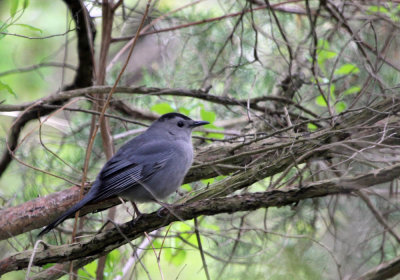 IMG_9981_Gray_Catbird_1.jpg