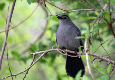 IMG_9995_Gray_Catbird_1.jpg