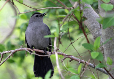 IMG_9998_Gray_Catbird_1.jpg
