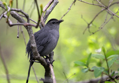 gray_catbird