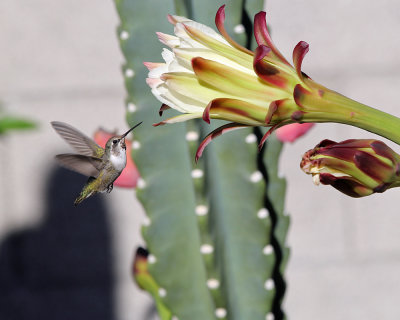 black-chinned_hummingbird_az