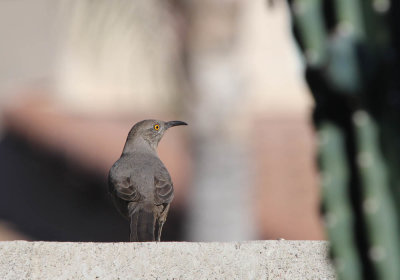 IMG_4597_Curvebilled_Thrasher_1.jpg