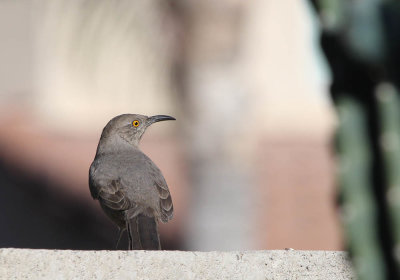 curve-billed_thrasher_az