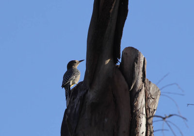 gila_woodpecker_az