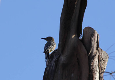 gila_woodpecker_az
