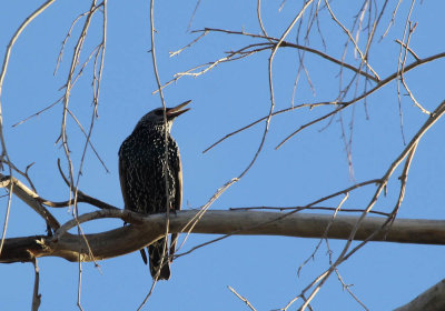 IMG_5103_European_Starling_1.jpg