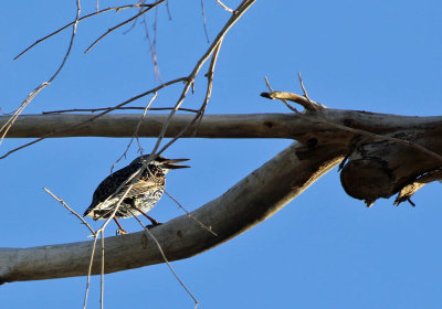 IMG_5106_European_Starling_1.jpg