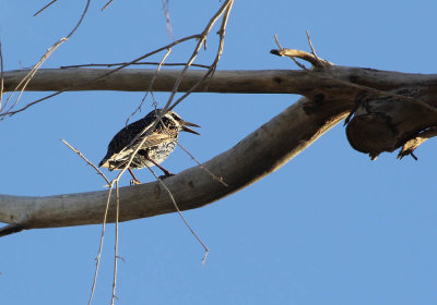 IMG_5108_European_Starling_1.jpg