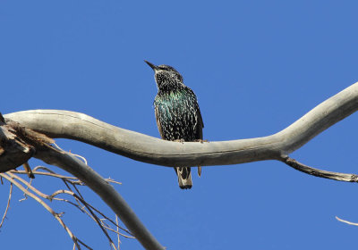 IMG_5123_European_Starling_1.jpg