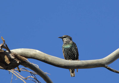 IMG_5126_European_Starling_1.jpg