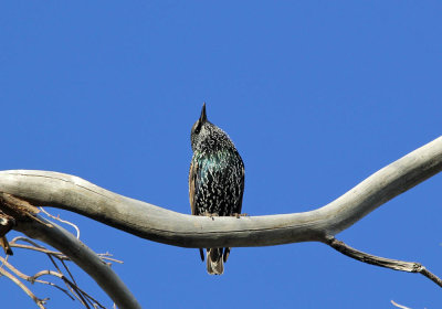 IMG_5133_European_Starling_1.jpg